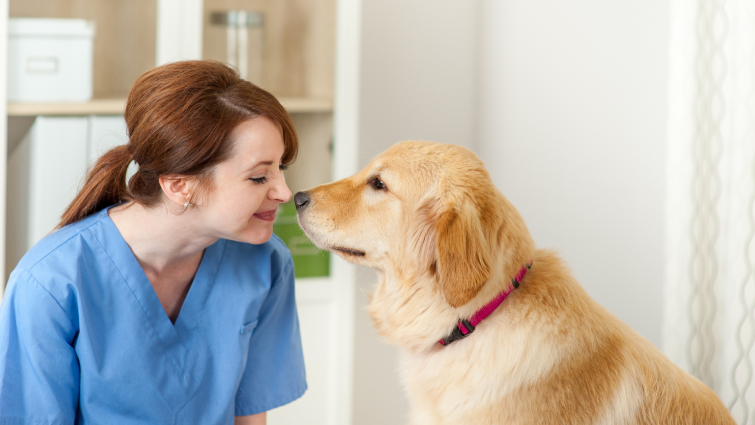 Healthy Pets, Happy Clients: The Role of Cleaning in Veterinary Offices